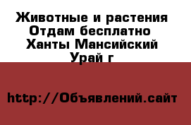 Животные и растения Отдам бесплатно. Ханты-Мансийский,Урай г.